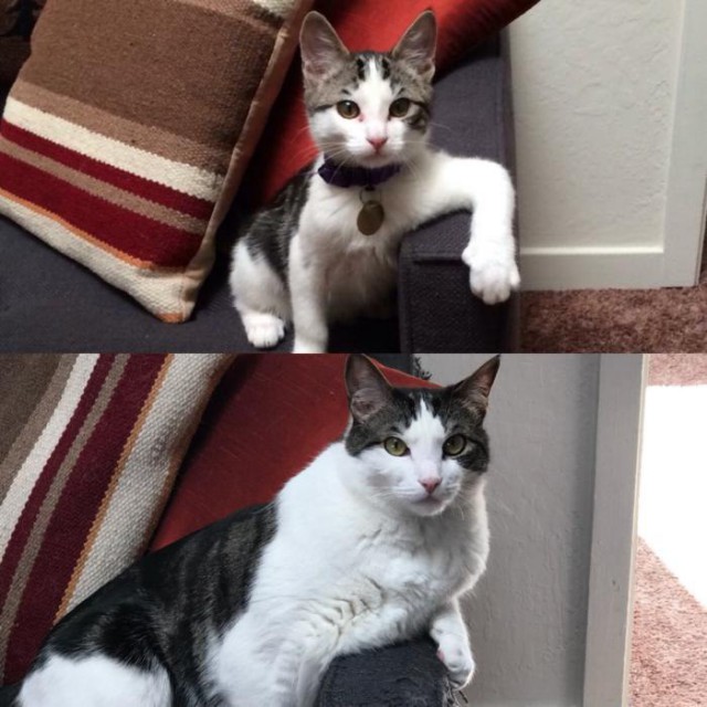 Коты и Кошки