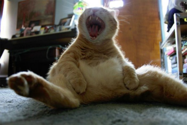 Коты и Кошки