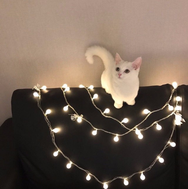 Прикольных котов пост