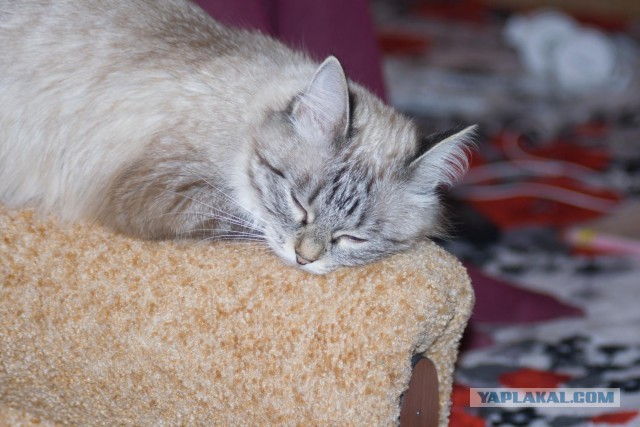 Котовторник 24.04.2018