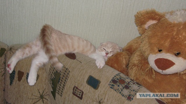 Неадекватные коты