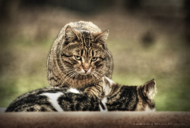 Котомет на вторник (15.04.2008)
