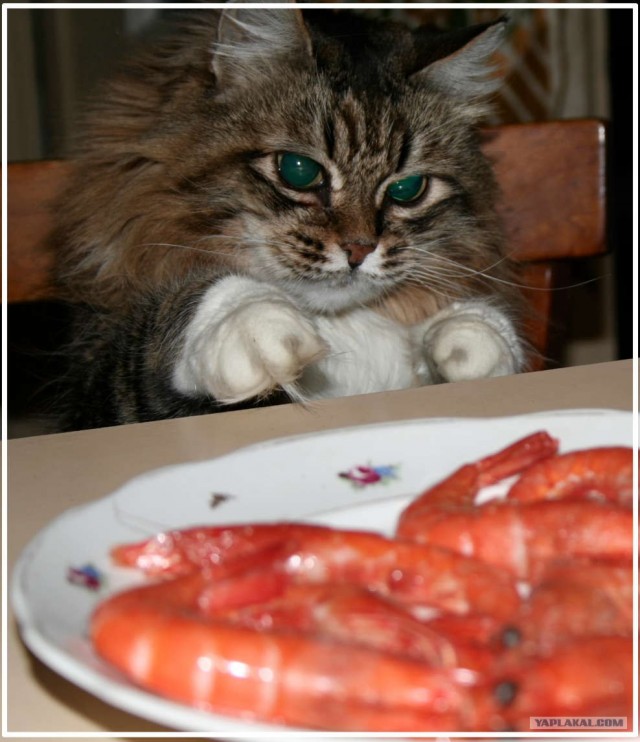 Котовторник (16.09.08)