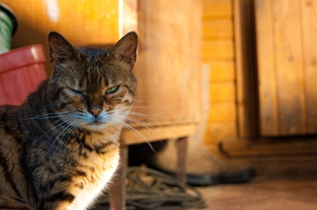 Котовторник стартует