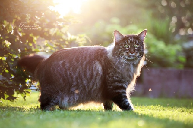 Супер-котофото на котовторник