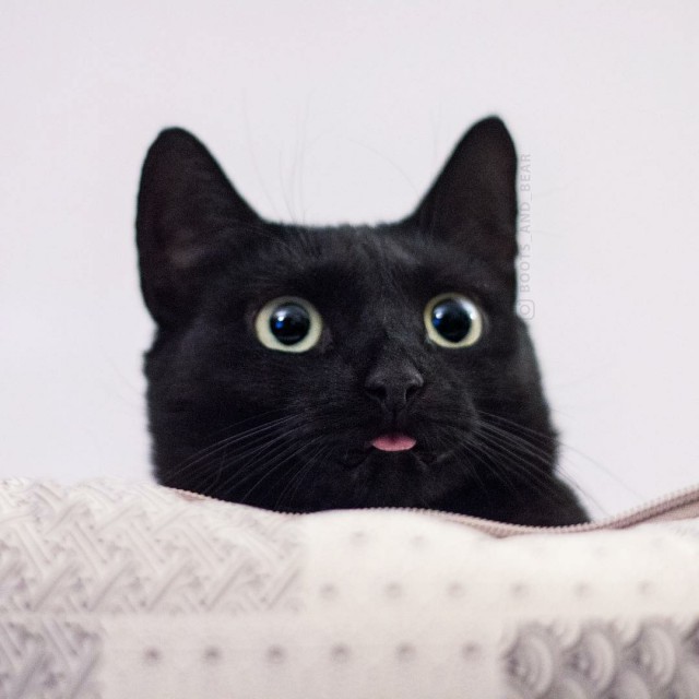 Прикольных котов пост