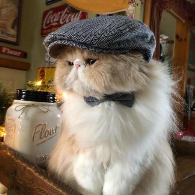 Прикольных котов пост