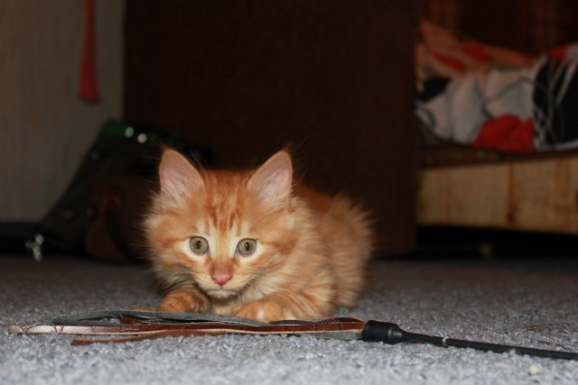Котовторник (21.02.2012)