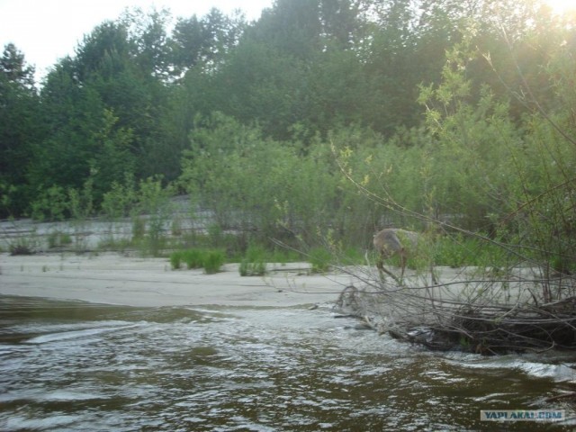 Форсирование реки или встреча на воде