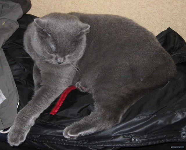 Котовторник 31.07.2012 г.