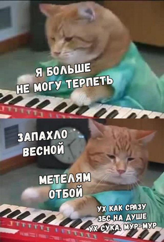 Анекдоты, соц-сети и картинки с надписями