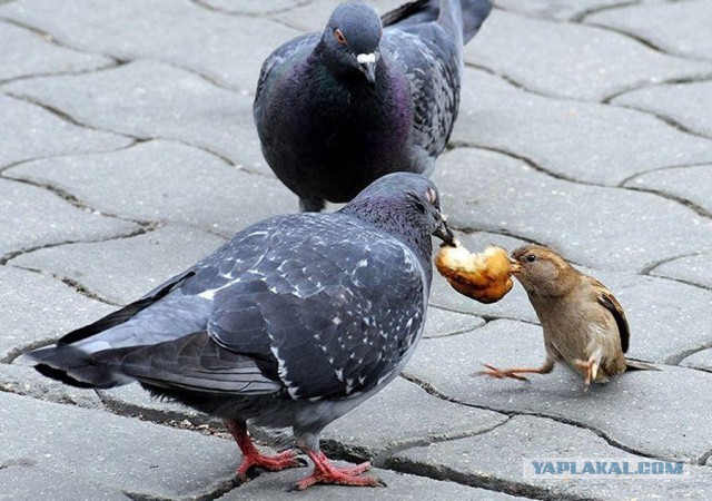 В Магадане запретили кормить голубей