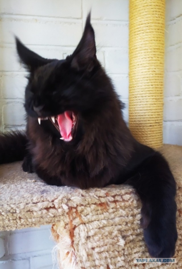 Paзнoвиднocти тьмы