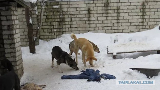 В Башкирии четырехлетнего ребенка загрызли собаки