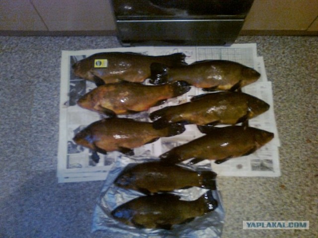 Подводная охота