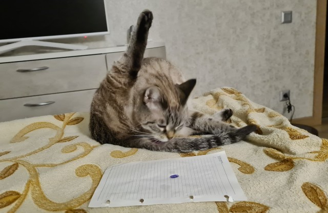 Кот и точка