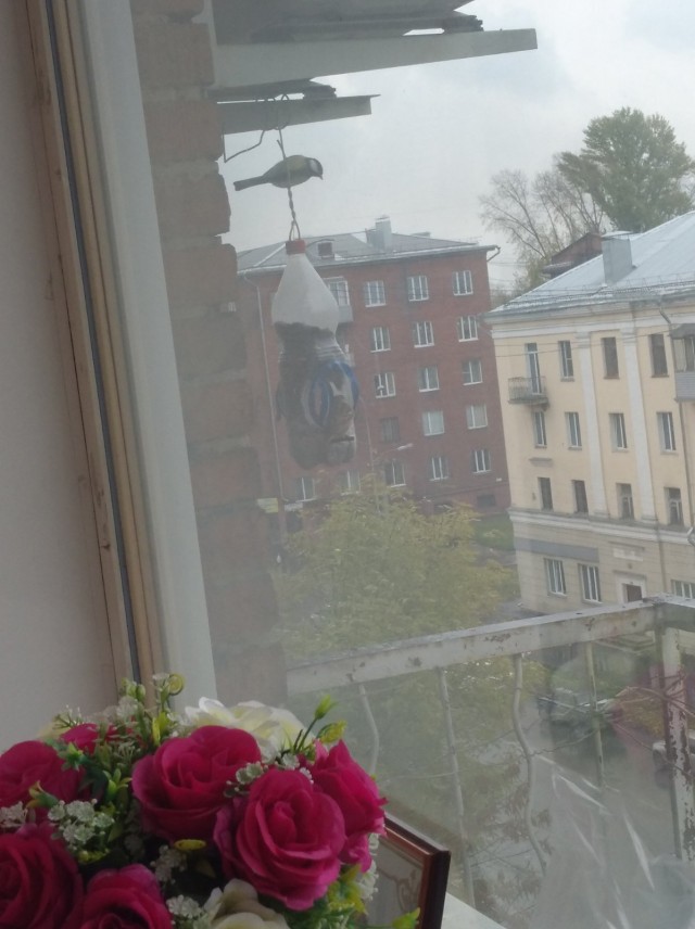 Голуби СТОП!