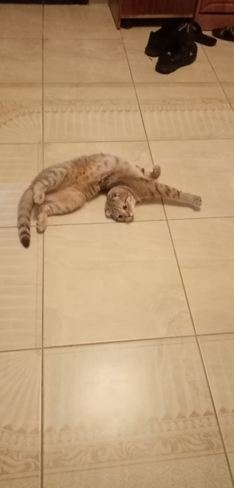 Котовторник 21.12.21
