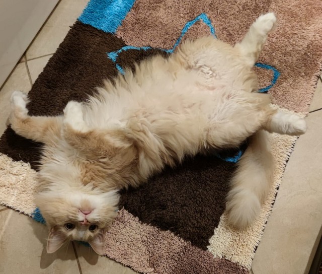 Котовторник. Февраль