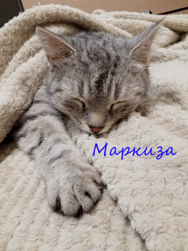 Жизнь домашнего приюта "Котоленд" 331