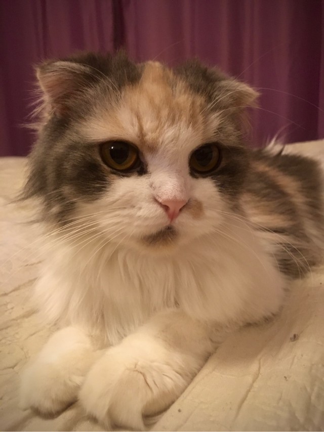 Вторник, ваши коты и кошки в студию