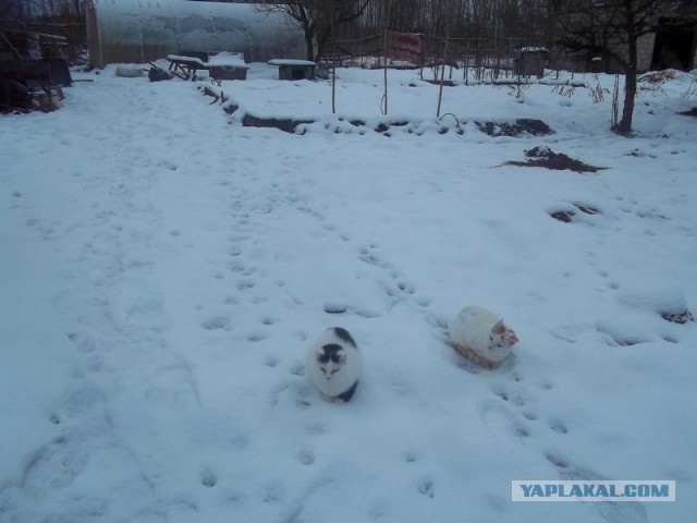 Жизнь домашнего приюта для котеек 432