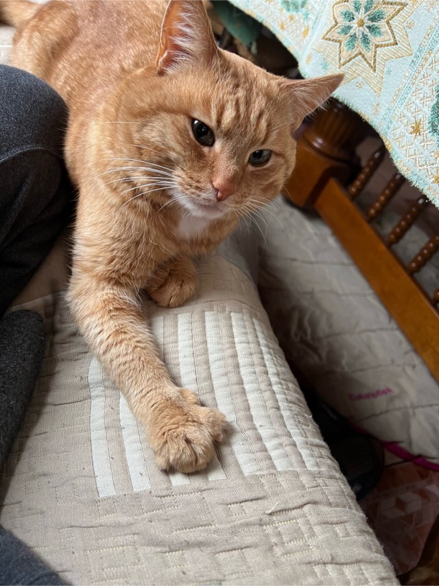Много дел у кота на даче...