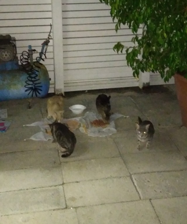 Кошаки на даче