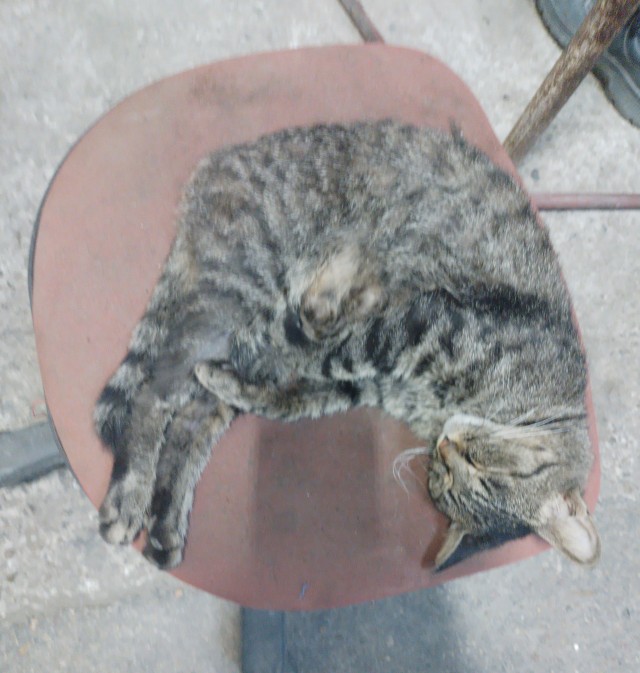 Коты на производстве