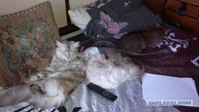 Немного о  Мейн Куне.