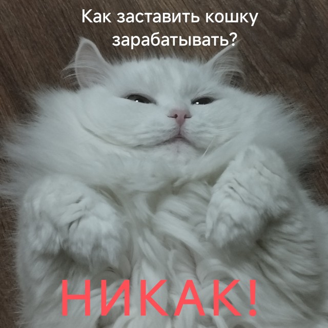 Девушка попросила в Хвиттере остальных скинуть любимые мемы с котами