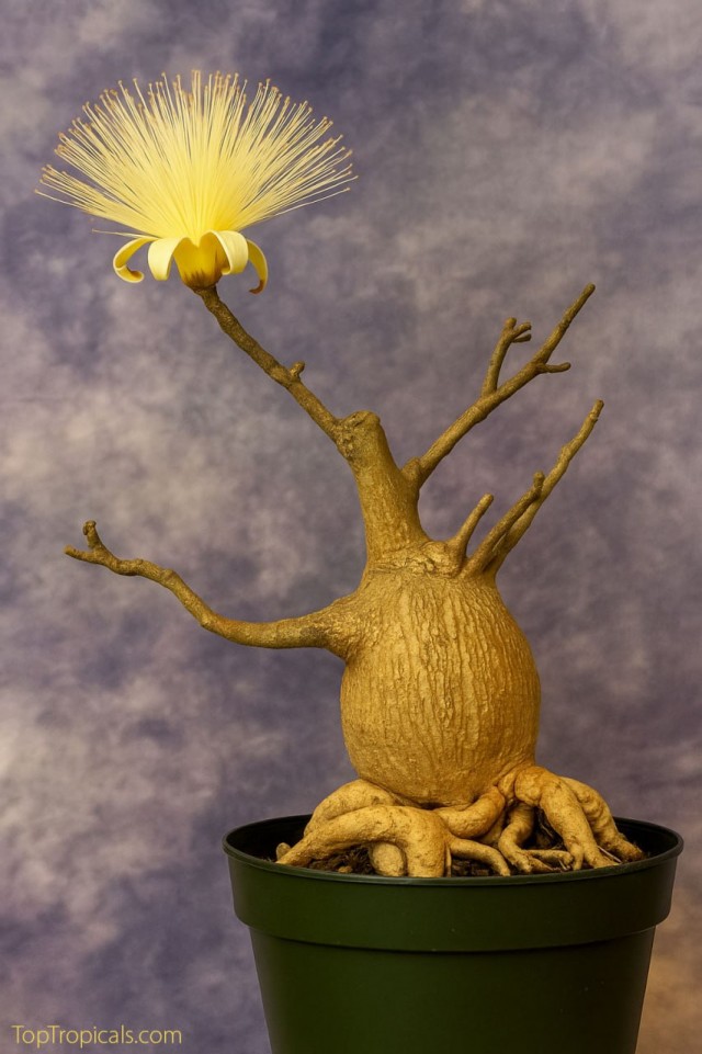 Котовторник, переходящий в среду: Коты и цветы