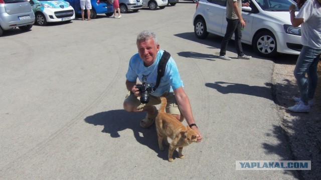 Плёночные фотографии бездомных кошек в Греции