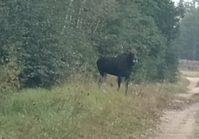 Сходила за ягодами. два фото