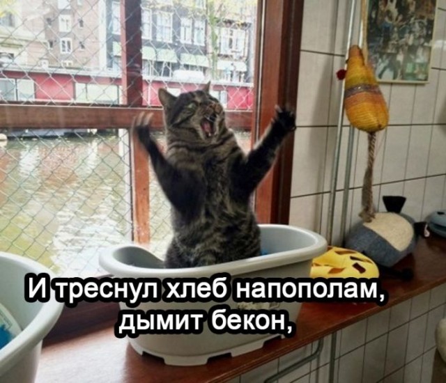 Картинки для деградации 66 (разной степени свежести)