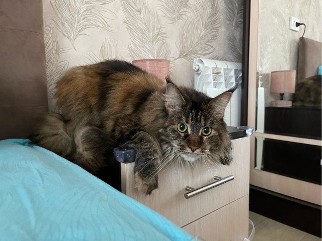 Котовторник