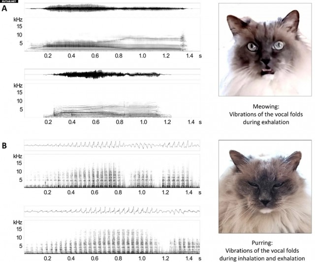 Мурлыканье кошек лучше мяуканья раскрывает их личность