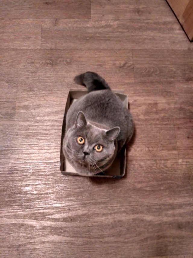Котофторник жеж
