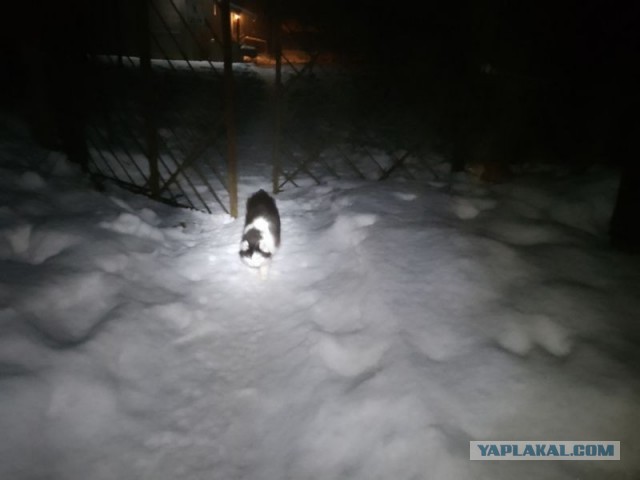 Жизнь домашнего приюта для котеек 572