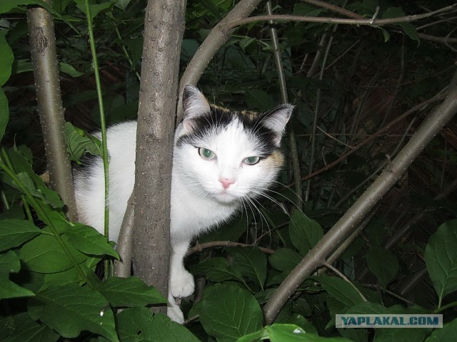 Котовторник  30.07.2013