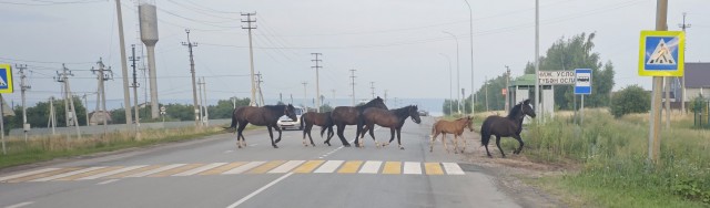 Соблюдаем ПДД