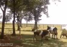 Эта собака более осведомлена о своей обязанности, чем многие люди