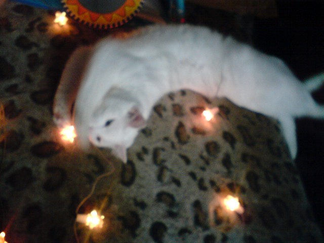 Котовторник   31.12.  2013