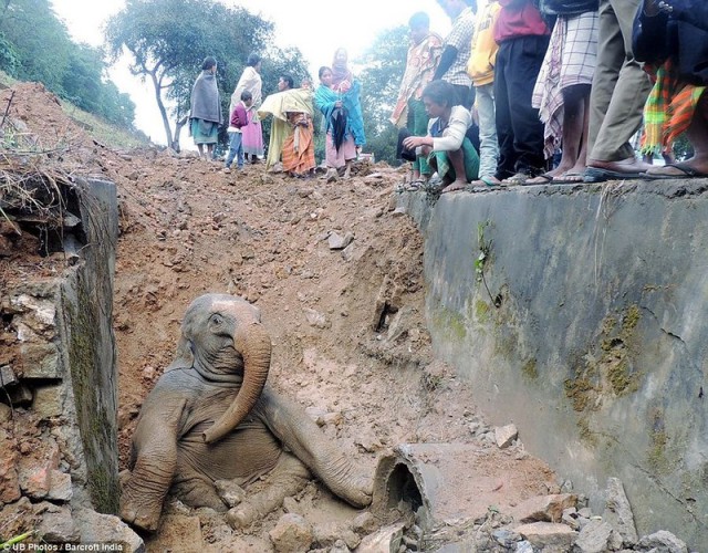 Индийские сельчане спасли слоненка