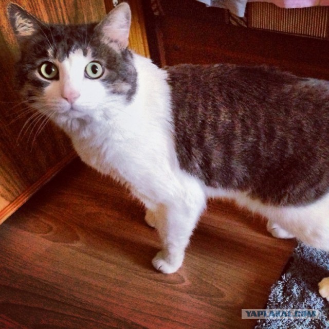 С Котовторником!