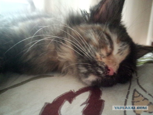 Котовторник 26.08.14.