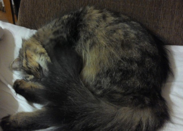 Котовторник 16.09.14