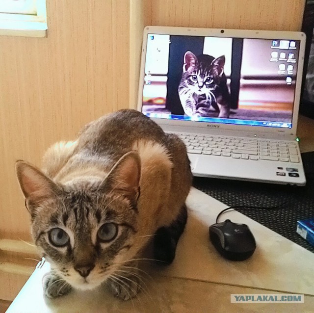 Котовторник 9.12.2014