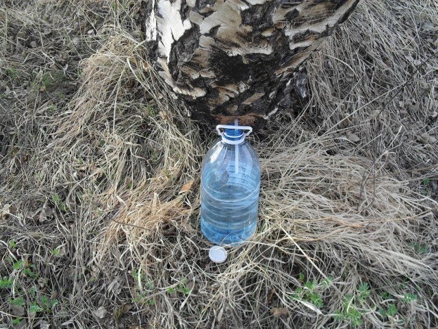 Сбор березового сока