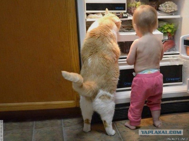 Котэподборка